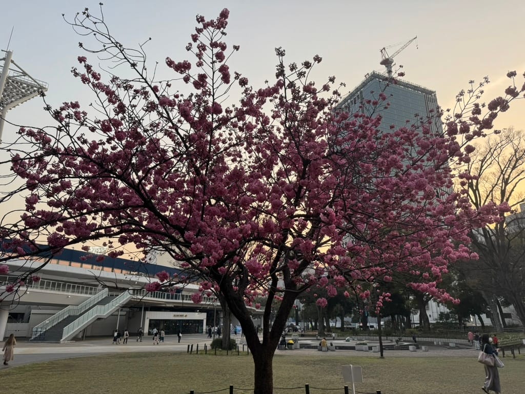 知らないカノジョ/我在平行時空戀上妳 - 第一次在日本看電影&意外收到 offer